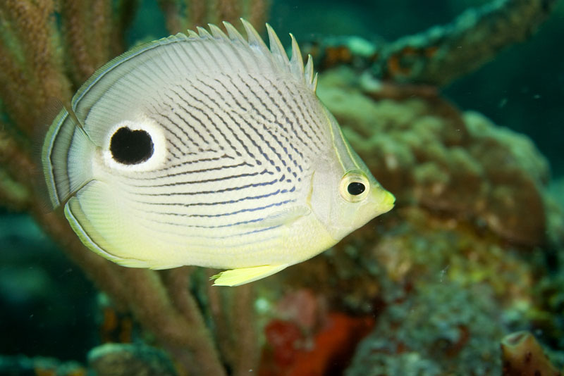 Chaetodon capistratus (Pesce farfalla quattr'occhi)